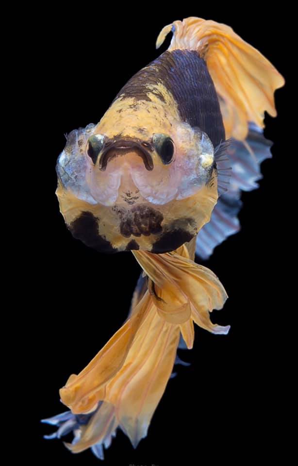 THAILAND 🇹🇭 | ปลากัดไทย, Siamese Fighting fish