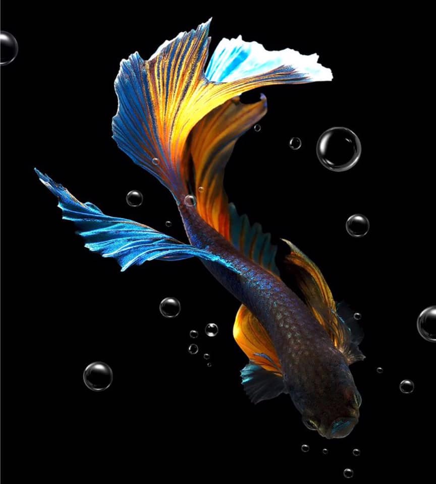 THAILAND 🇹🇭 | ปลากัดไทย, Siamese Fighting fish