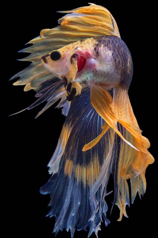 THAILAND 🇹🇭 | ปลากัดไทย, Siamese Fighting fish