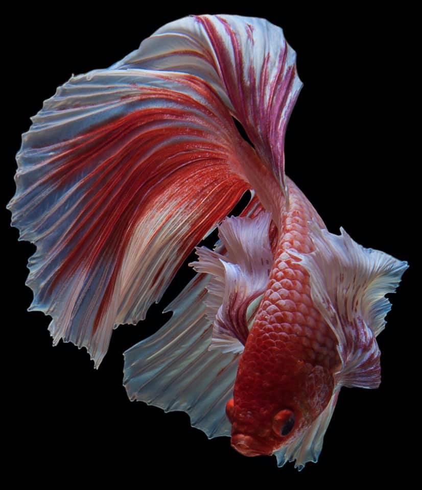THAILAND 🇹🇭 | ปลากัดไทย, Siamese Fighting fish