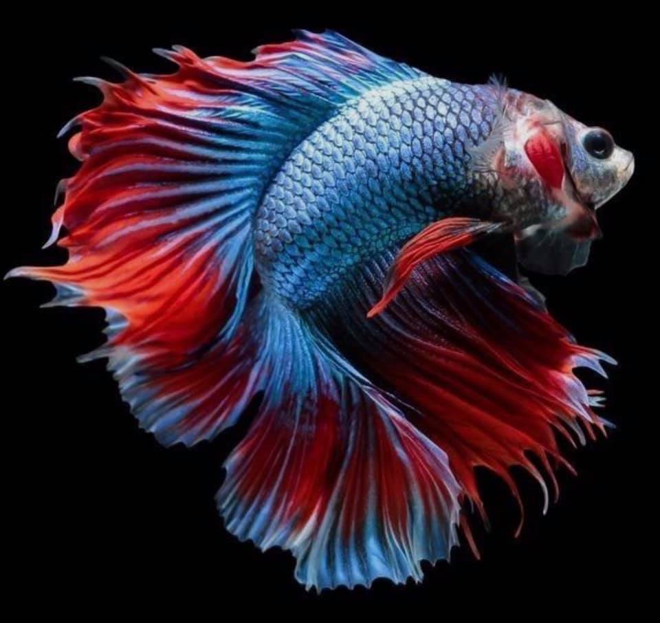 THAILAND 🇹🇭 | ปลากัดไทย, Siamese Fighting fish