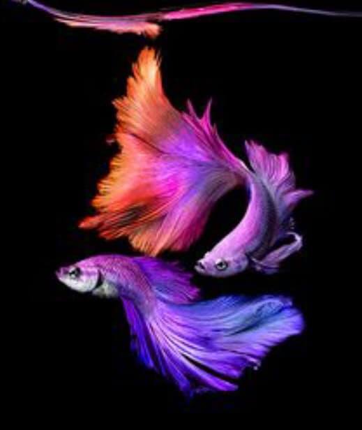 THAILAND 🇹🇭 | ปลากัดไทย, Siamese Fighting fish