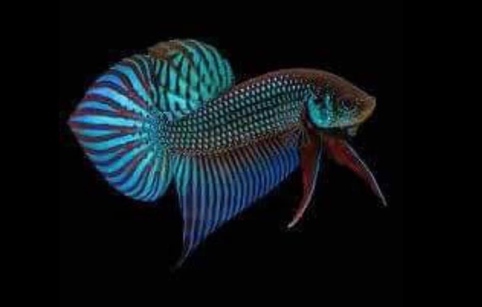 THAILAND 🇹🇭 | ปลากัดไทย, Siamese Fighting fish