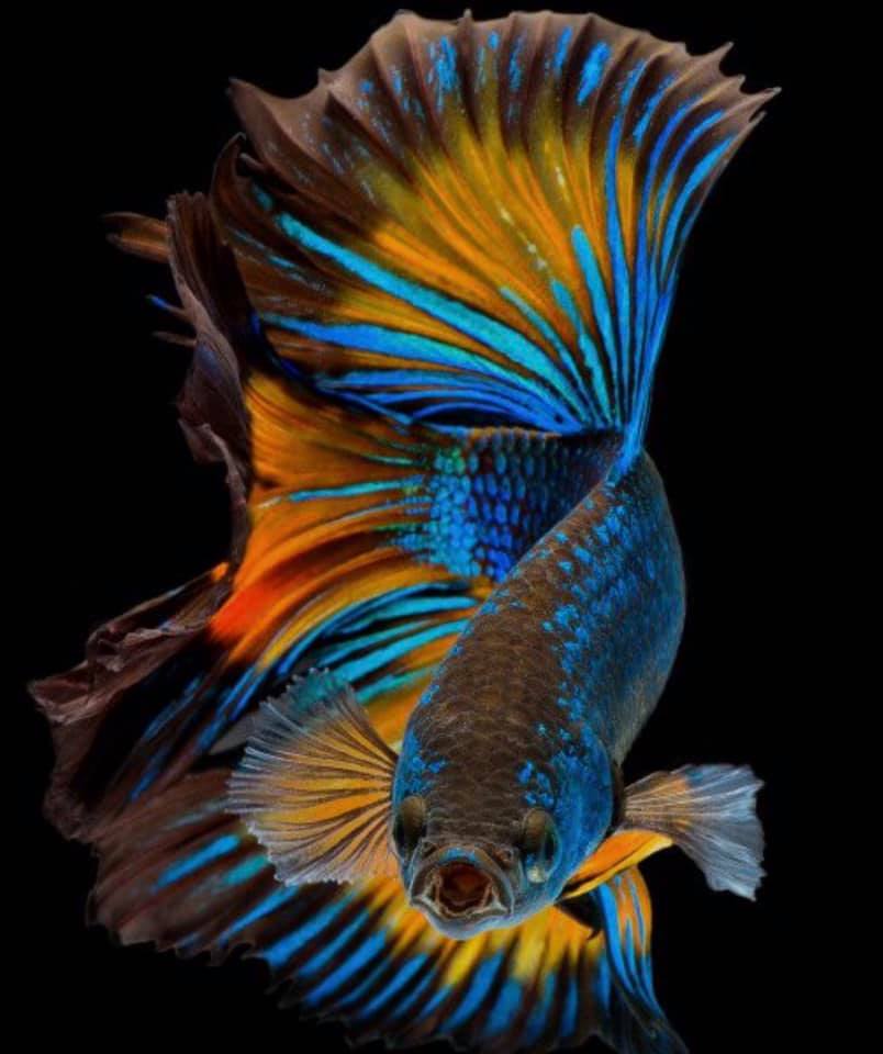 THAILAND 🇹🇭 | ปลากัดไทย, Siamese Fighting fish