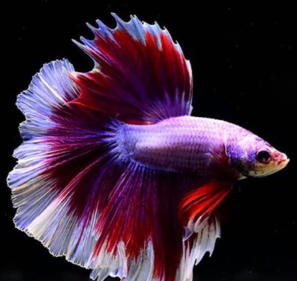 THAILAND 🇹🇭 | ปลากัดไทย, Siamese Fighting fish