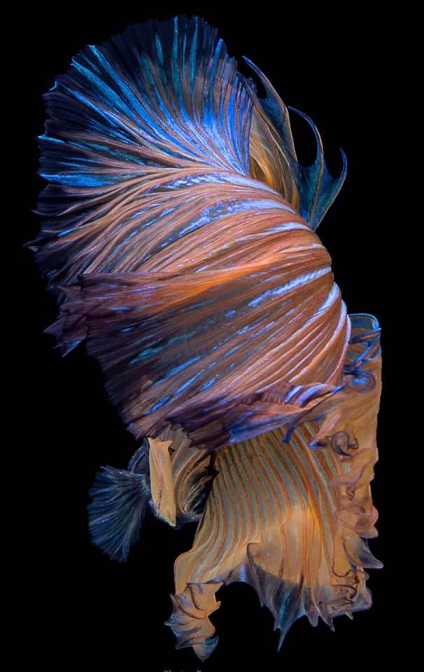 THAILAND 🇹🇭 | ปลากัดไทย, Siamese Fighting fish