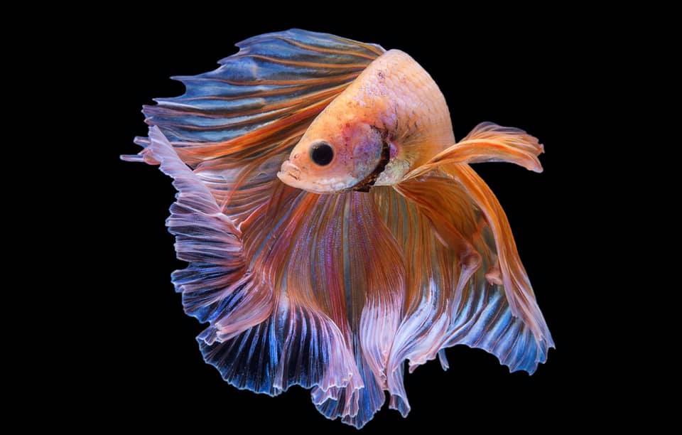 THAILAND 🇹🇭 | ปลากัดไทย, Siamese Fighting fish