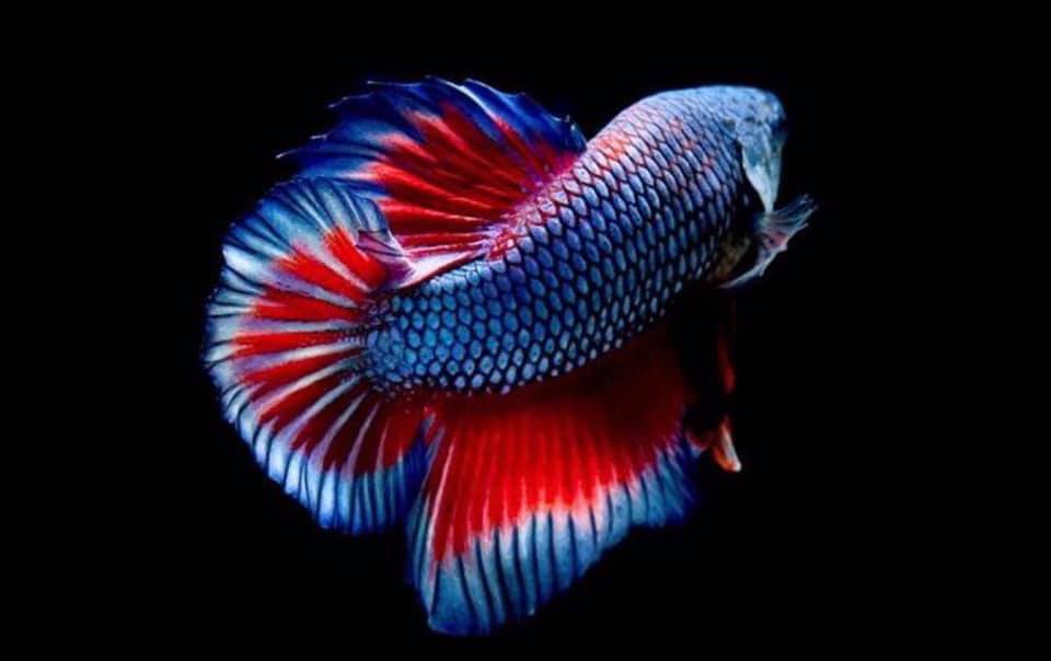 THAILAND 🇹🇭 | ปลากัดไทย, Siamese Fighting fish