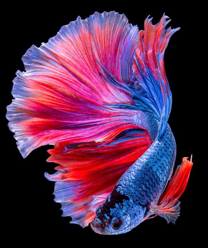 THAILAND 🇹🇭 | ปลากัดไทย, Siamese Fighting fish