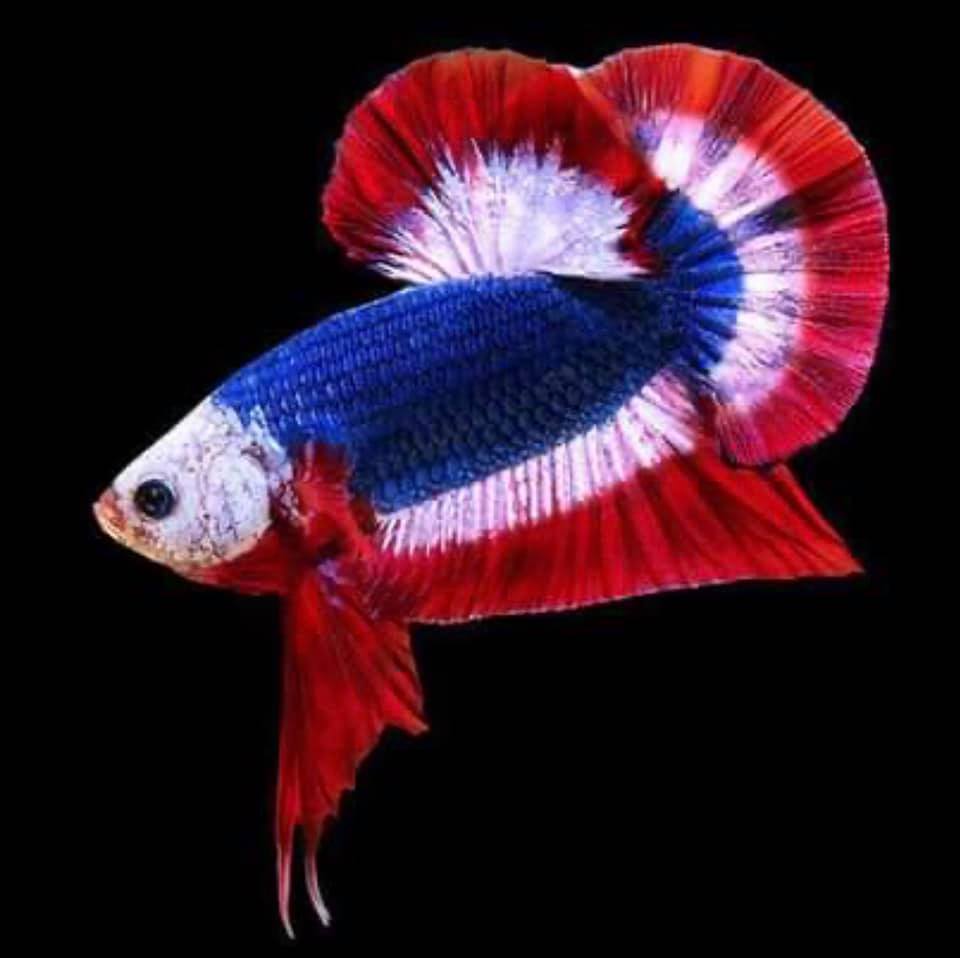 THAILAND 🇹🇭 | ปลากัดไทย, Siamese Fighting fish
