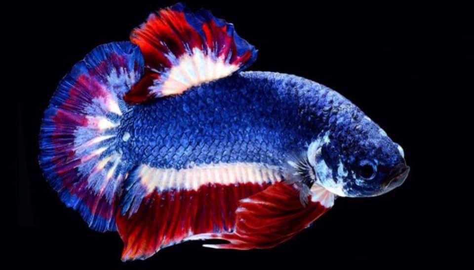 THAILAND 🇹🇭 | ปลากัดไทย, Siamese Fighting fish