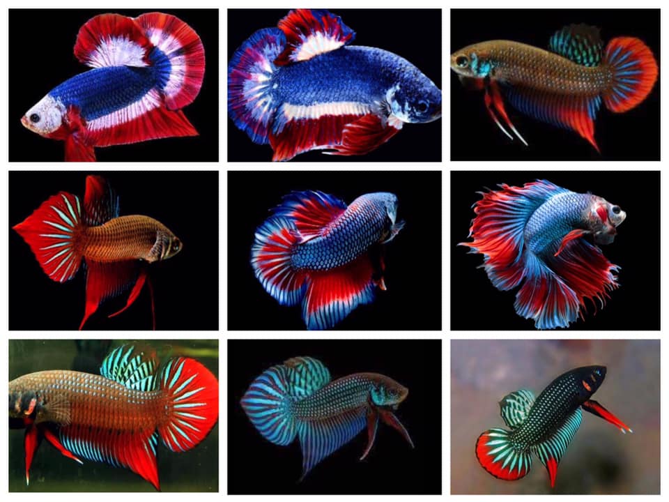 THAILAND 🇹🇭 | ปลากัดไทย, Siamese Fighting fish