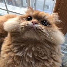 หวัดดีฮะ