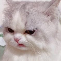 เเง่งงง