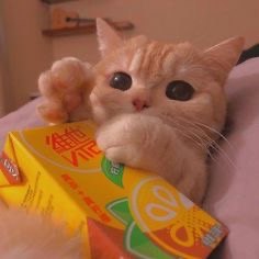 ป๋มหิวแล้ว