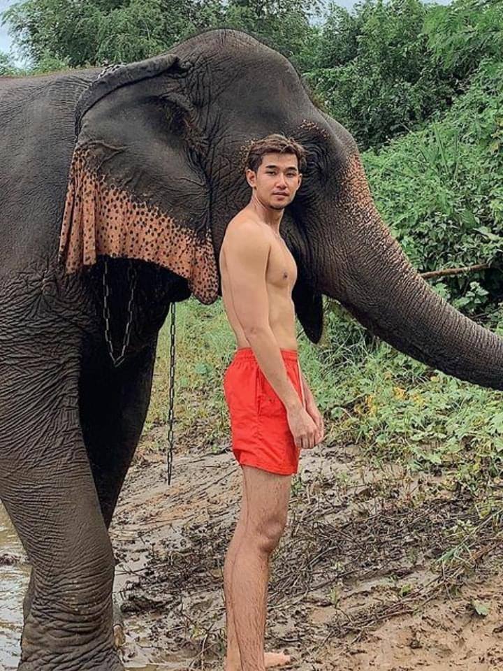 ช้าง ช้าง ช้าง