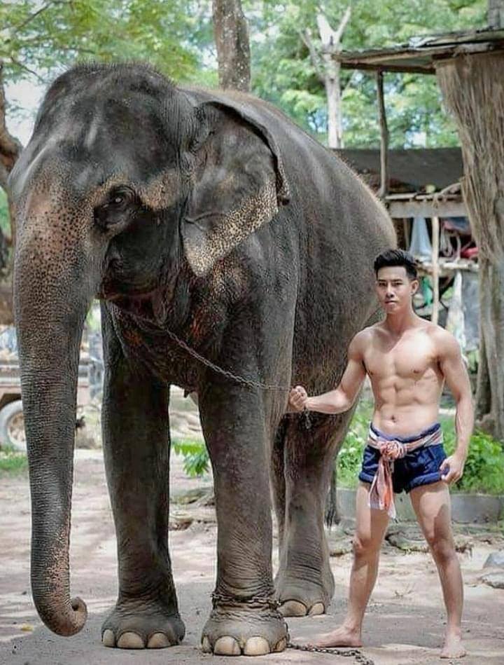ช้าง ช้าง ช้าง