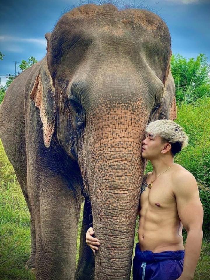 ช้าง ช้าง ช้าง