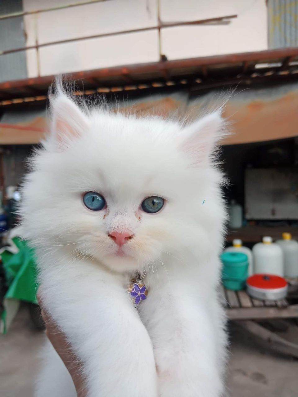 น้อนเจ้านาย ตัวแสบ