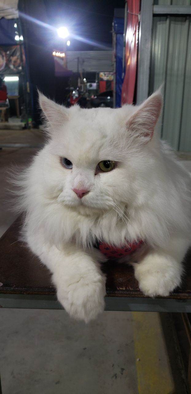น้อนเจ้านาย ตัวแสบ