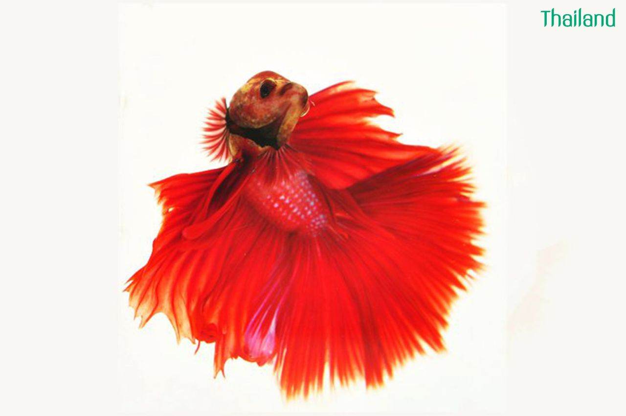 THAILAND 🇹🇭 | ปลากัดไทย, Siamese Fighting fish
