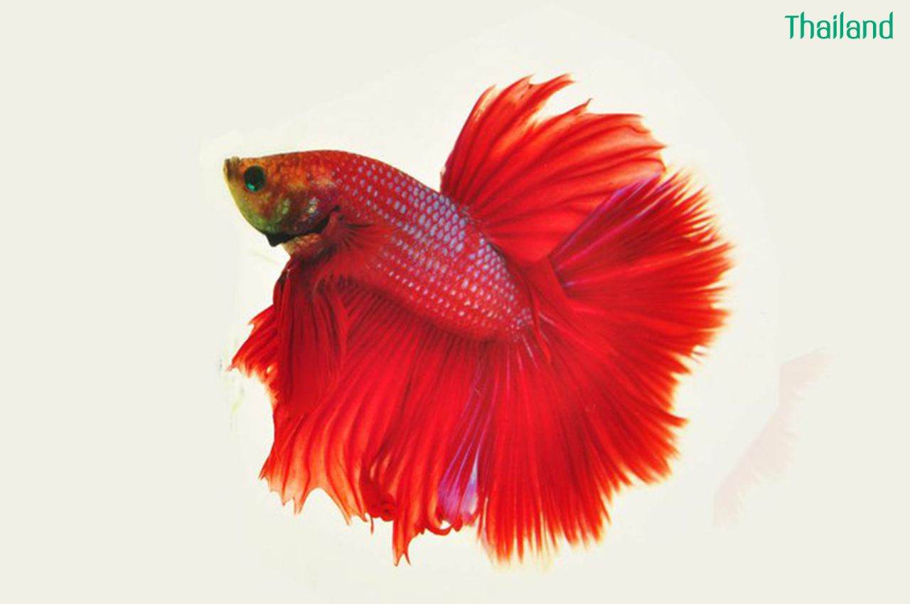 THAILAND 🇹🇭 | ปลากัดไทย, Siamese Fighting fish