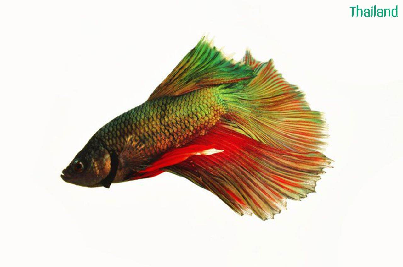THAILAND 🇹🇭 | ปลากัดไทย, Siamese Fighting fish