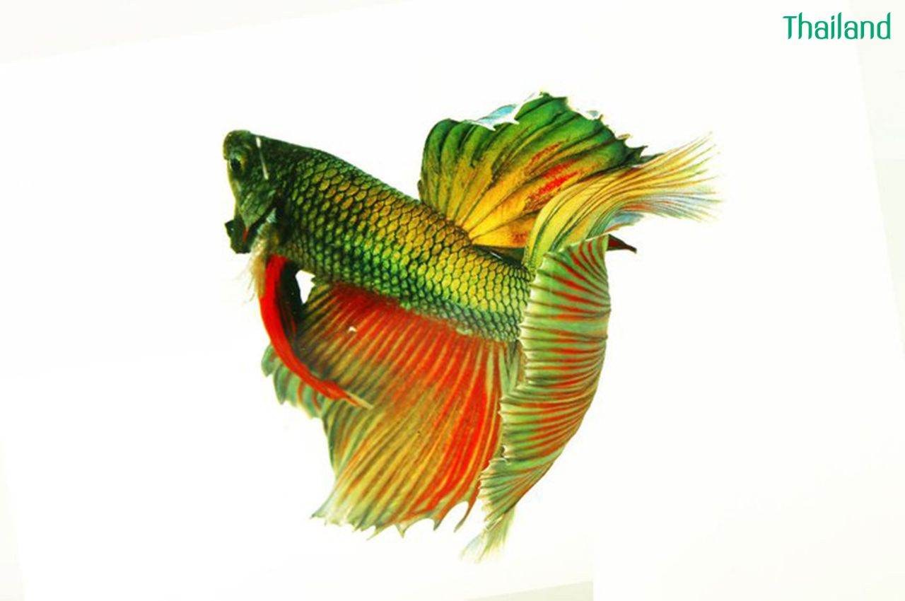 THAILAND 🇹🇭 | ปลากัดไทย, Siamese Fighting fish