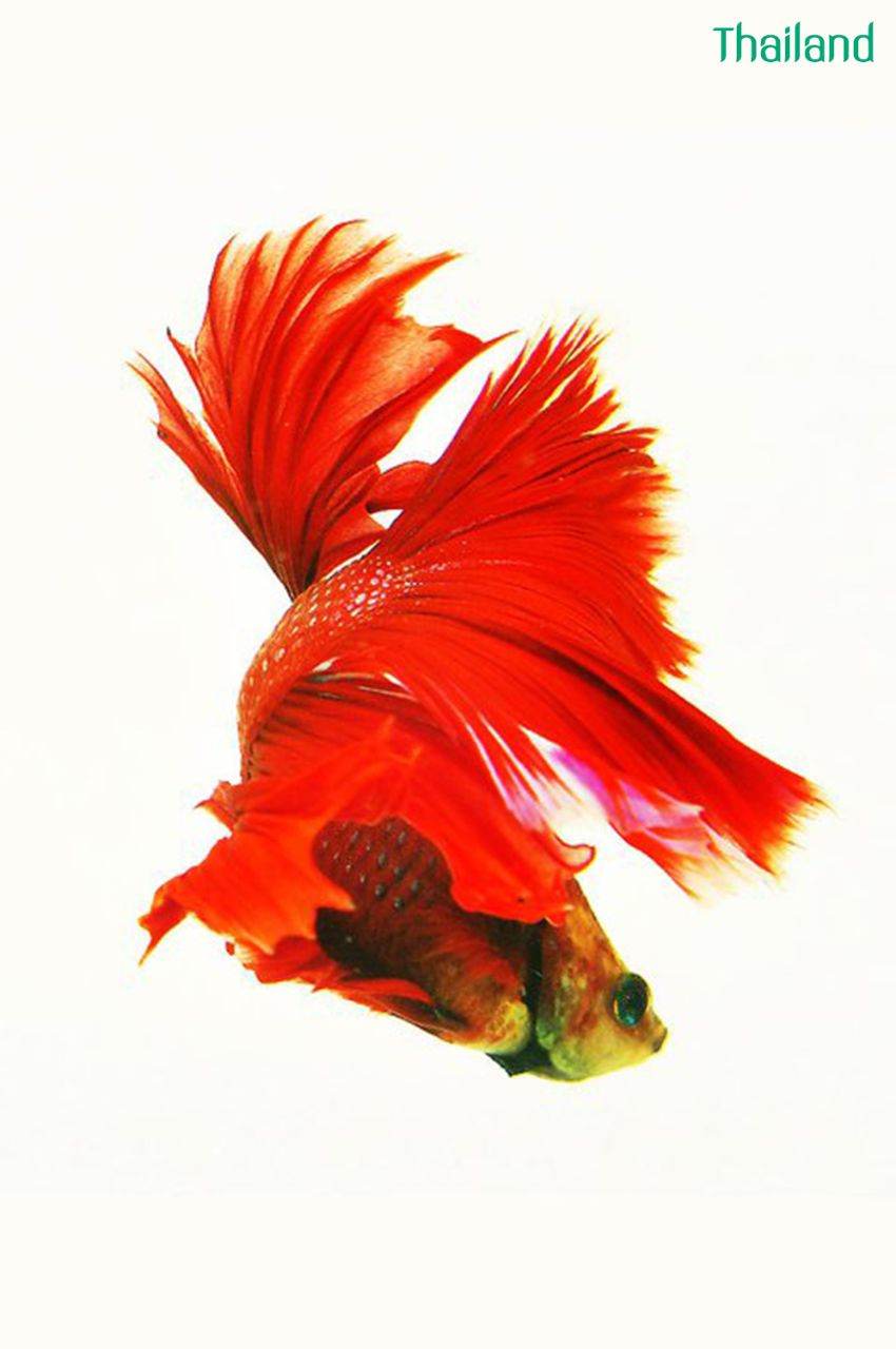 THAILAND 🇹🇭 | ปลากัดไทย, Siamese Fighting fish