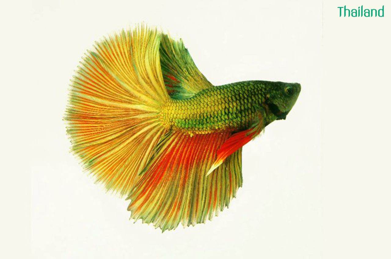 THAILAND 🇹🇭 | ปลากัดไทย, Siamese Fighting fish