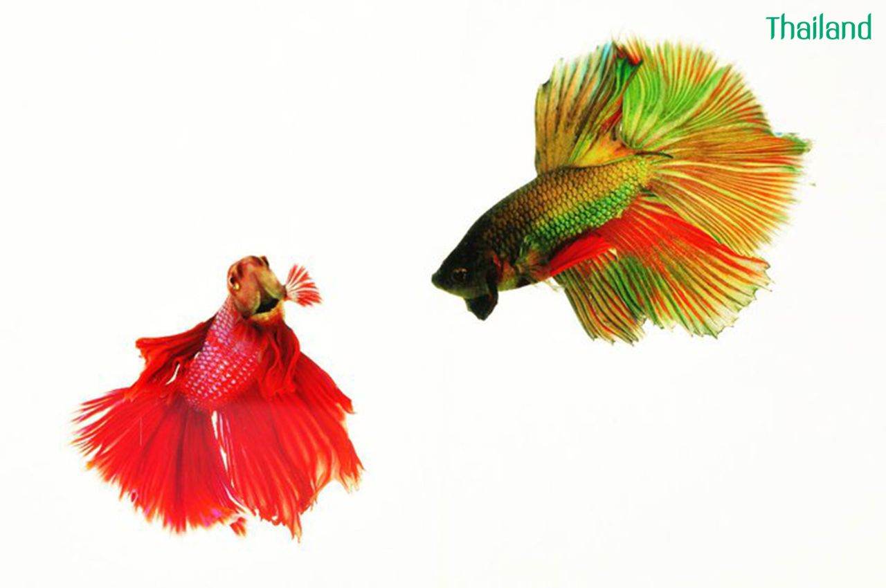 THAILAND 🇹🇭 | ปลากัดไทย, Siamese Fighting fish
