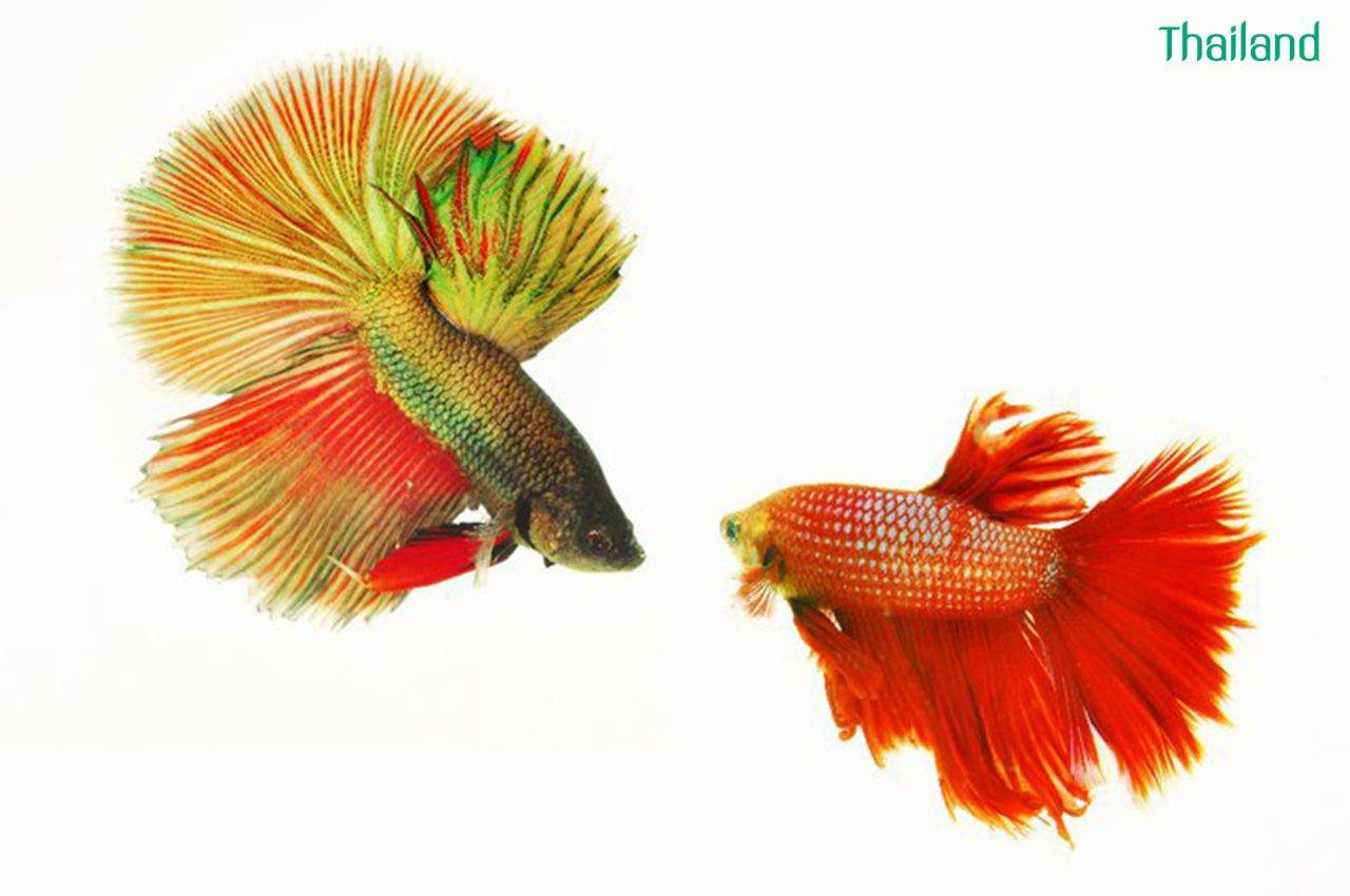 THAILAND 🇹🇭 | ปลากัดไทย, Siamese Fighting fish