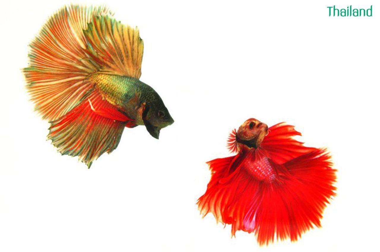 THAILAND 🇹🇭 | ปลากัดไทย, Siamese Fighting fish