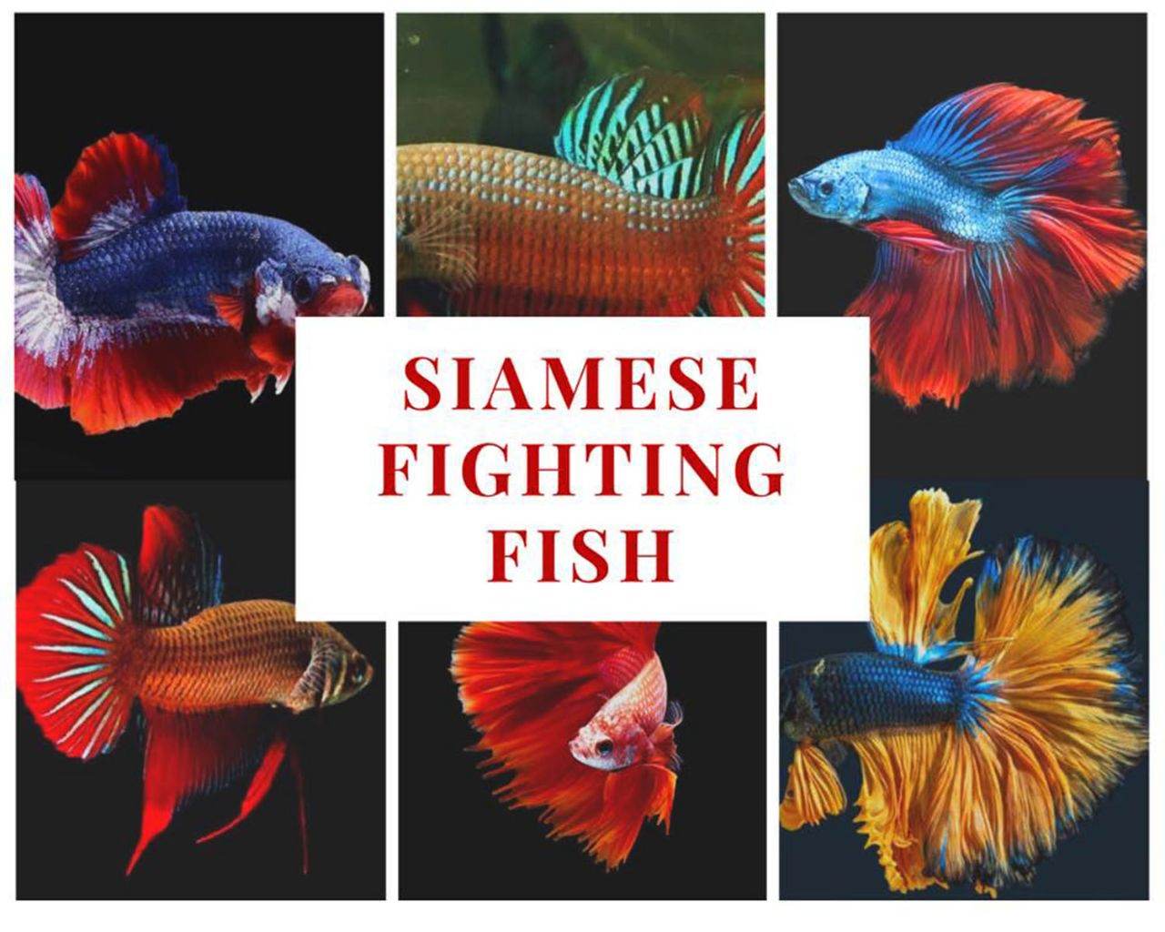 Fighter of Siam Origin of all types of betta fish | THAILAND 🇹🇭