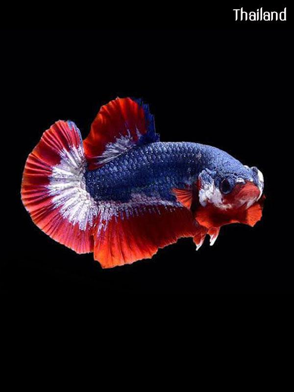 Fighter of Siam Origin of all types of betta fish | THAILAND 🇹🇭