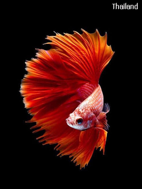 Fighter of Siam Origin of all types of betta fish | THAILAND 🇹🇭