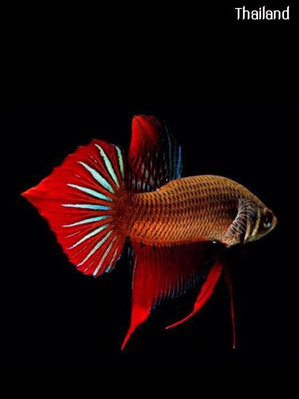 Fighter of Siam Origin of all types of betta fish | THAILAND 🇹🇭