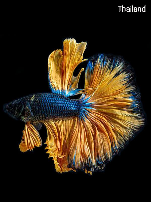 Fighter of Siam Origin of all types of betta fish | THAILAND 🇹🇭