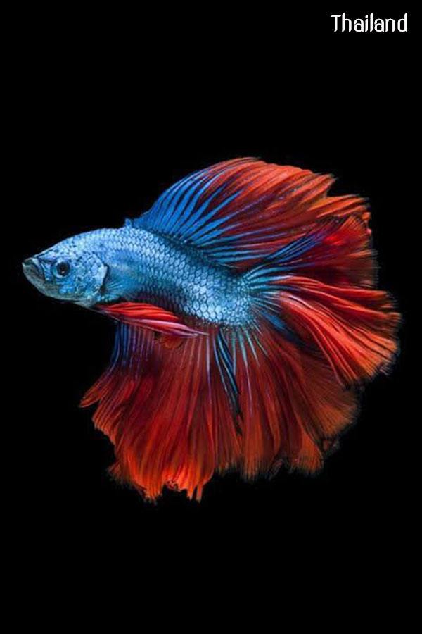 Fighter of Siam Origin of all types of betta fish | THAILAND 🇹🇭