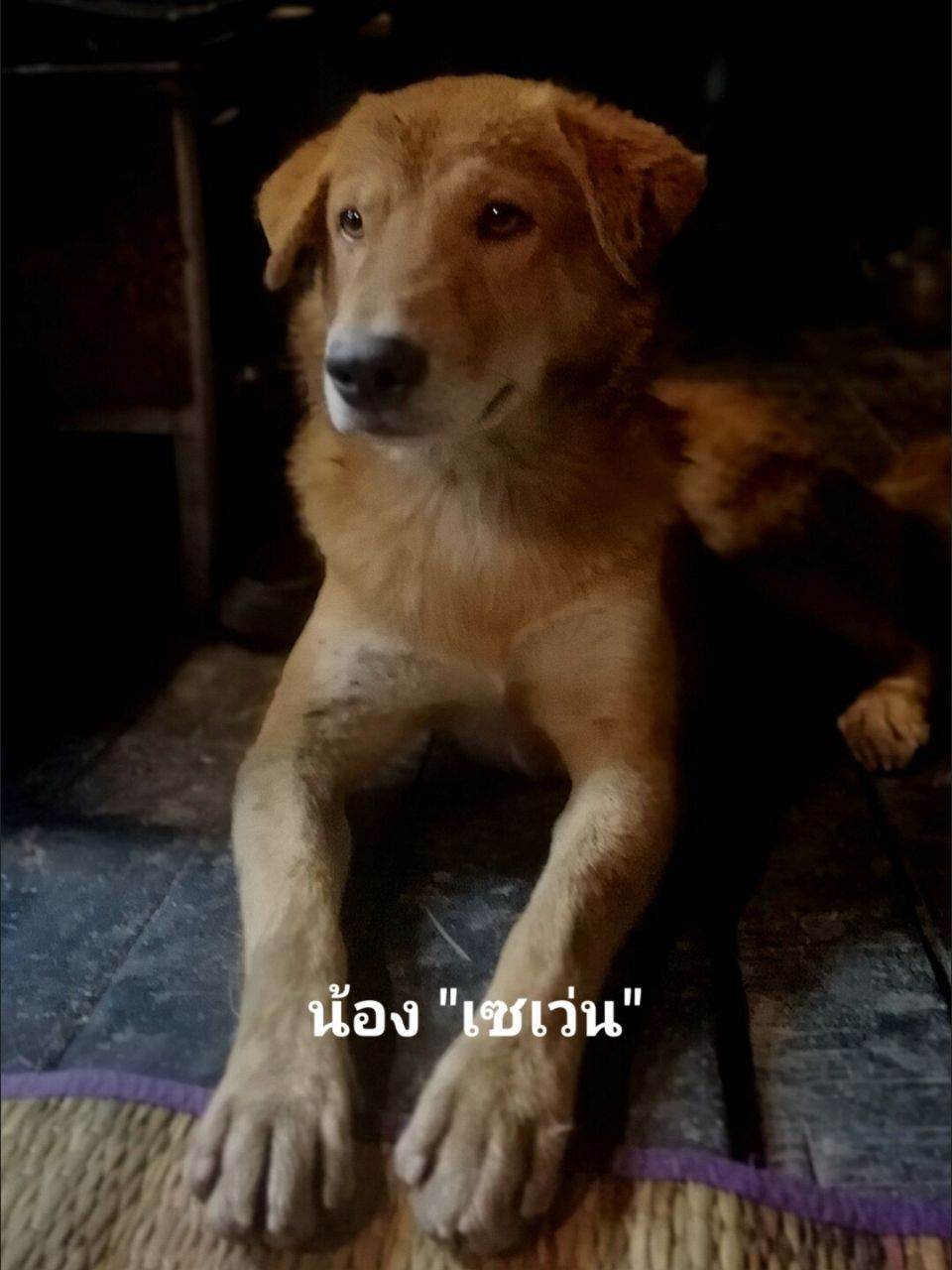 น้อง "เซเว่น" น่ารักอ่อ..🥰🥰