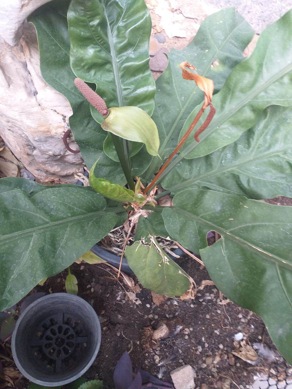 มีต้นไหนขึ้น4หลักบ้างนะ