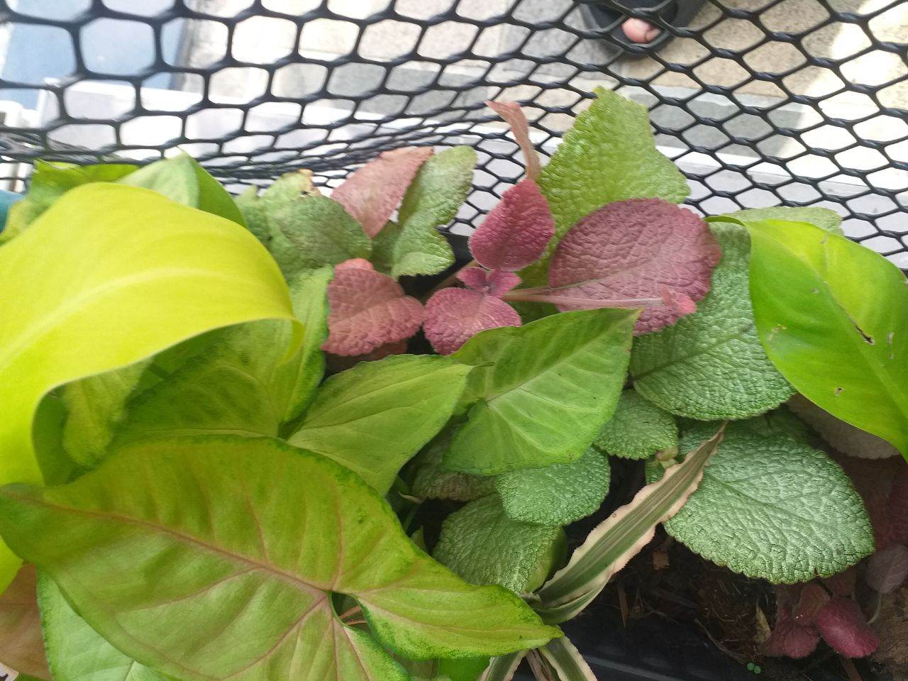มีต้นไหนขึ้น4หลักบ้างนะ