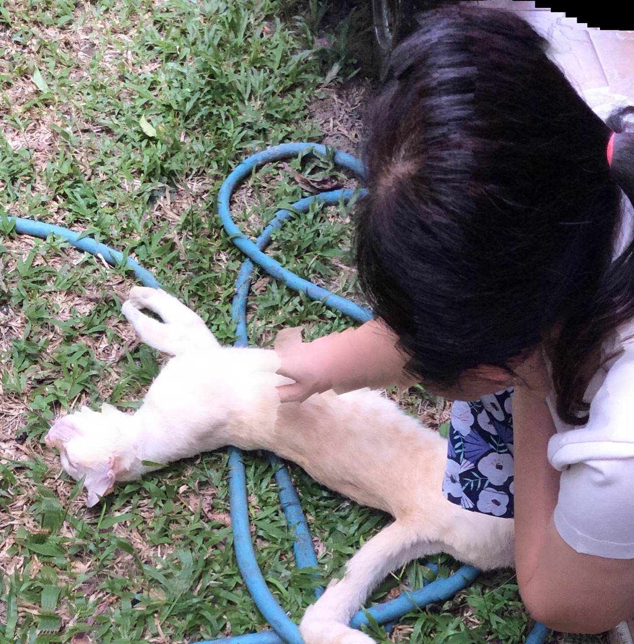 เเมวน้อยน่ารัก ใครรักเเมวมาดูกัน!!!