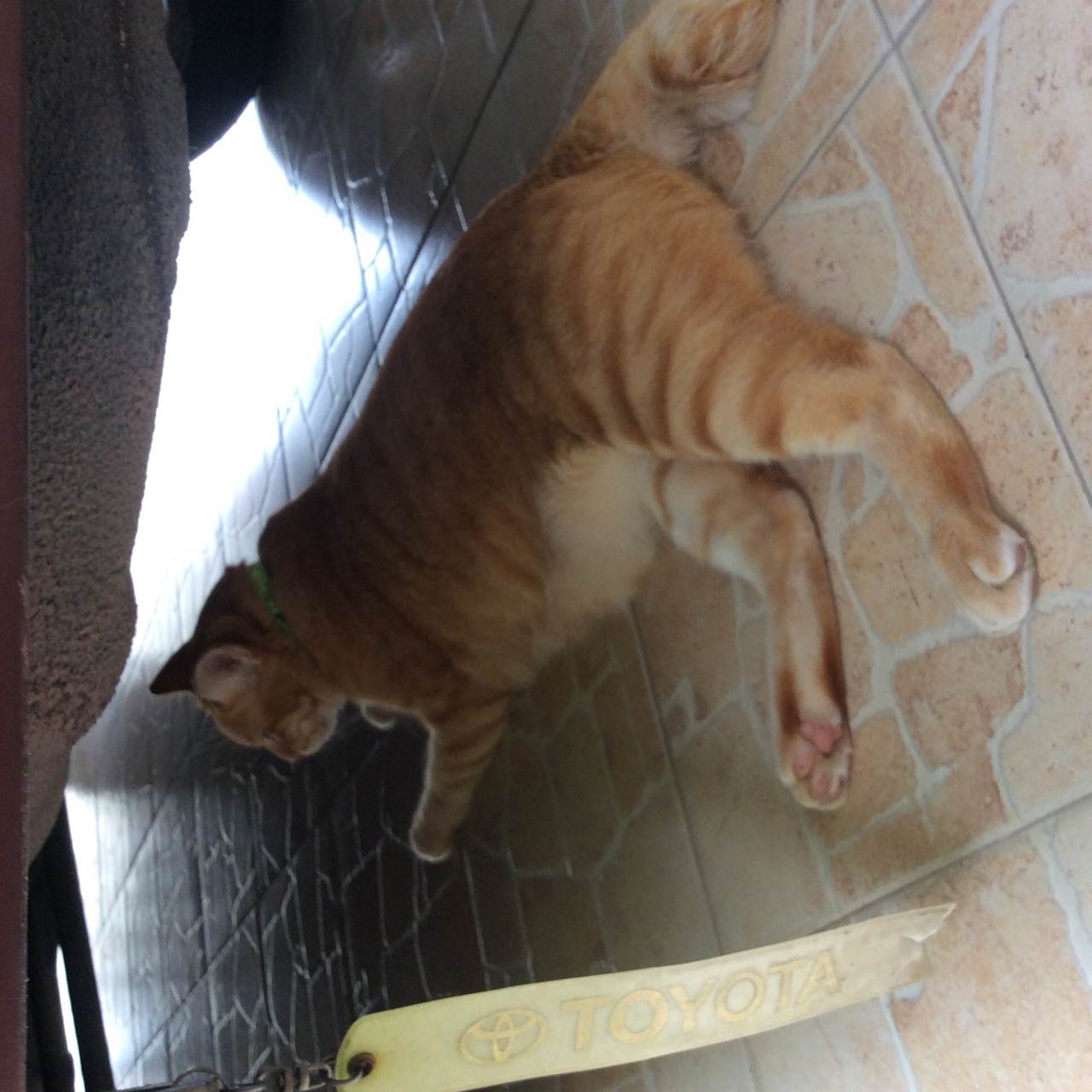 เเมวน้อยน่ารัก ใครรักเเมวมาดูกัน!!!