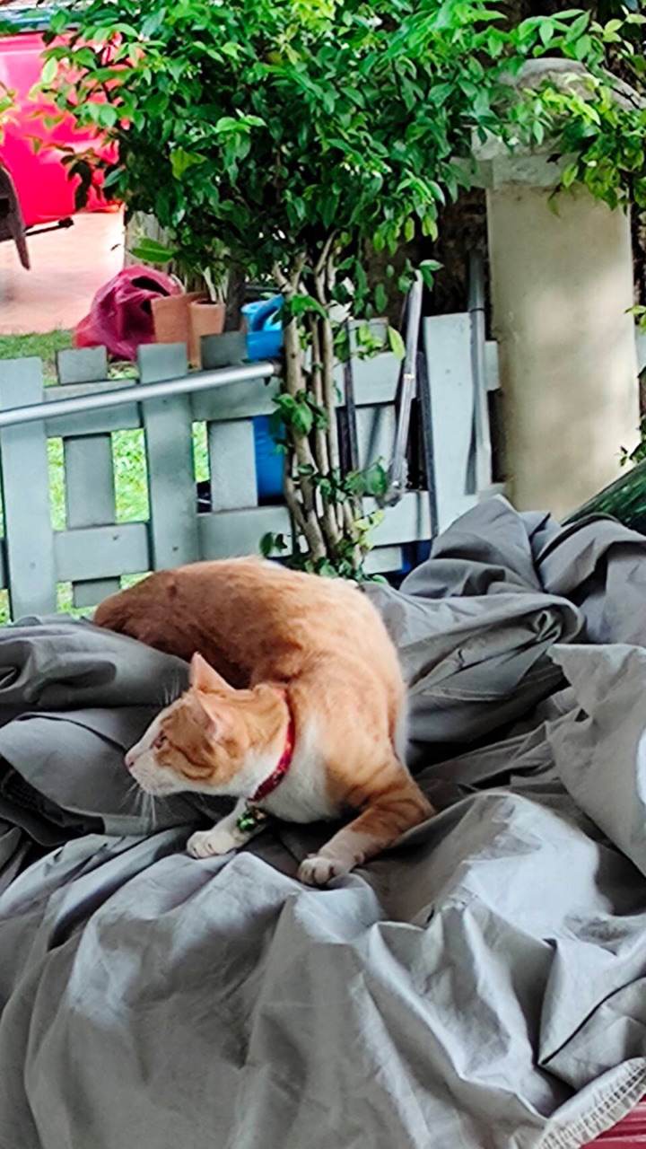 เเมวน้อยน่ารัก ใครรักเเมวมาดูกัน!!!