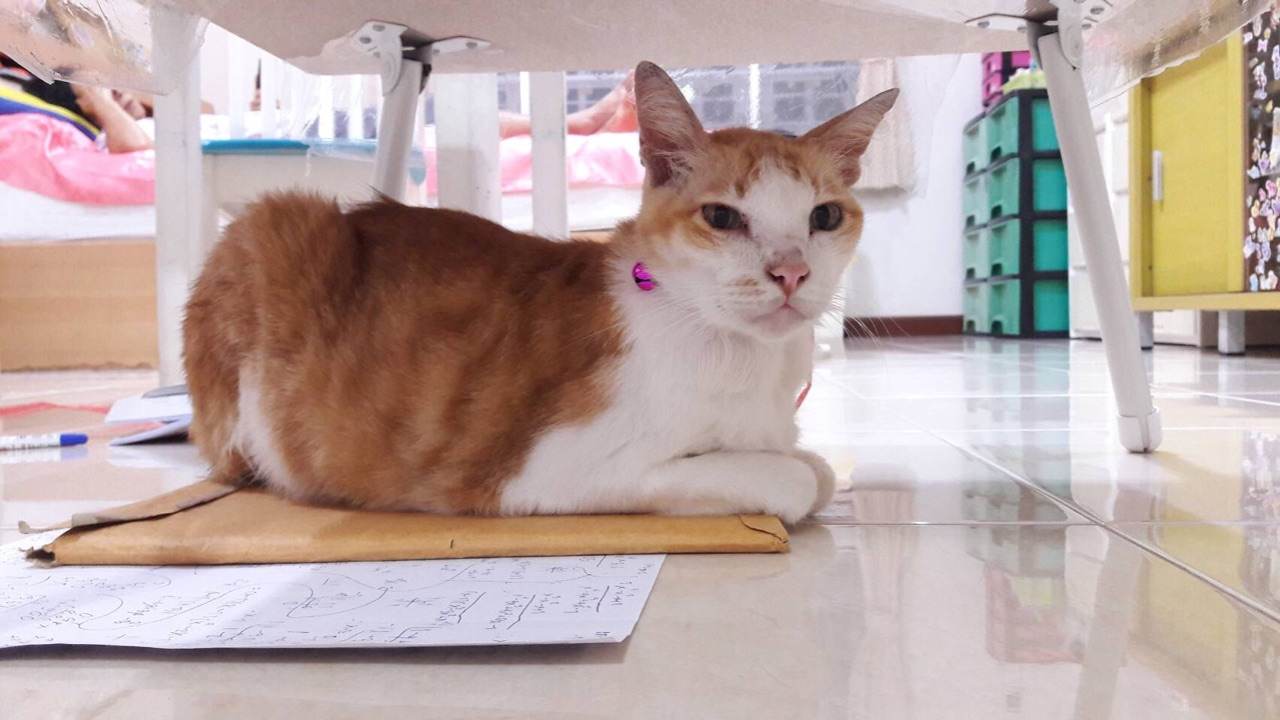 เเมวน้อยน่ารัก ใครรักเเมวมาดูกัน!!!