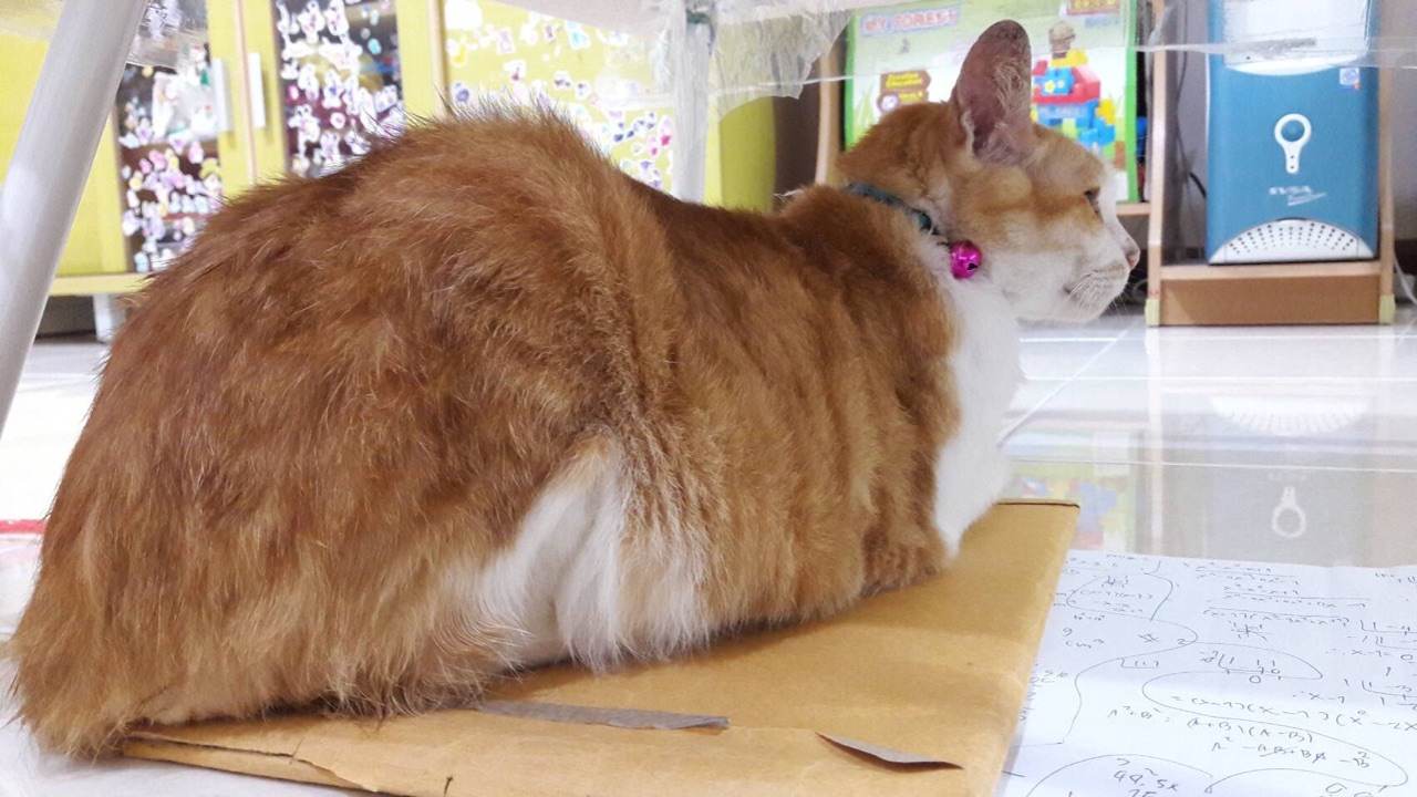 เเมวน้อยน่ารัก ใครรักเเมวมาดูกัน!!!