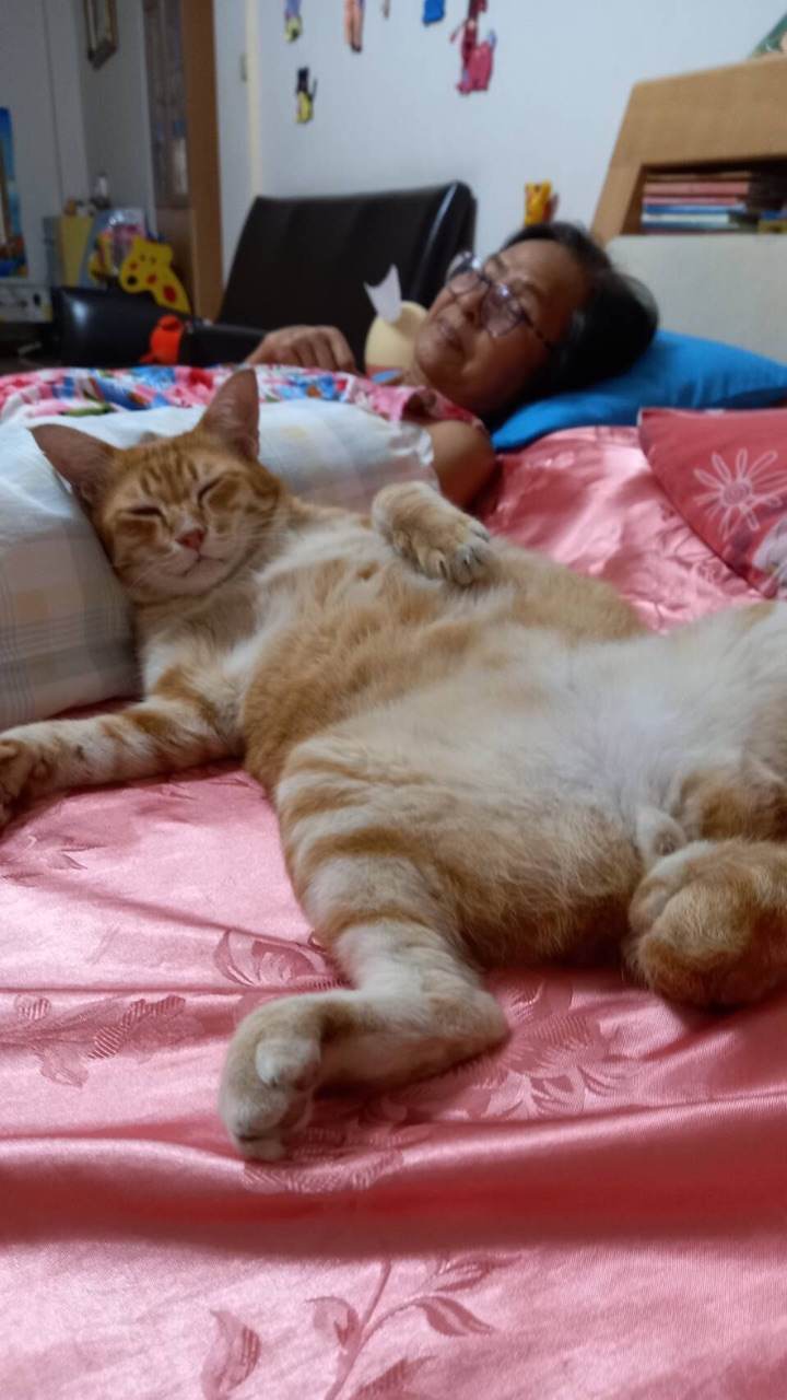 เเมวน้อยน่ารัก ใครรักเเมวมาดูกัน!!!