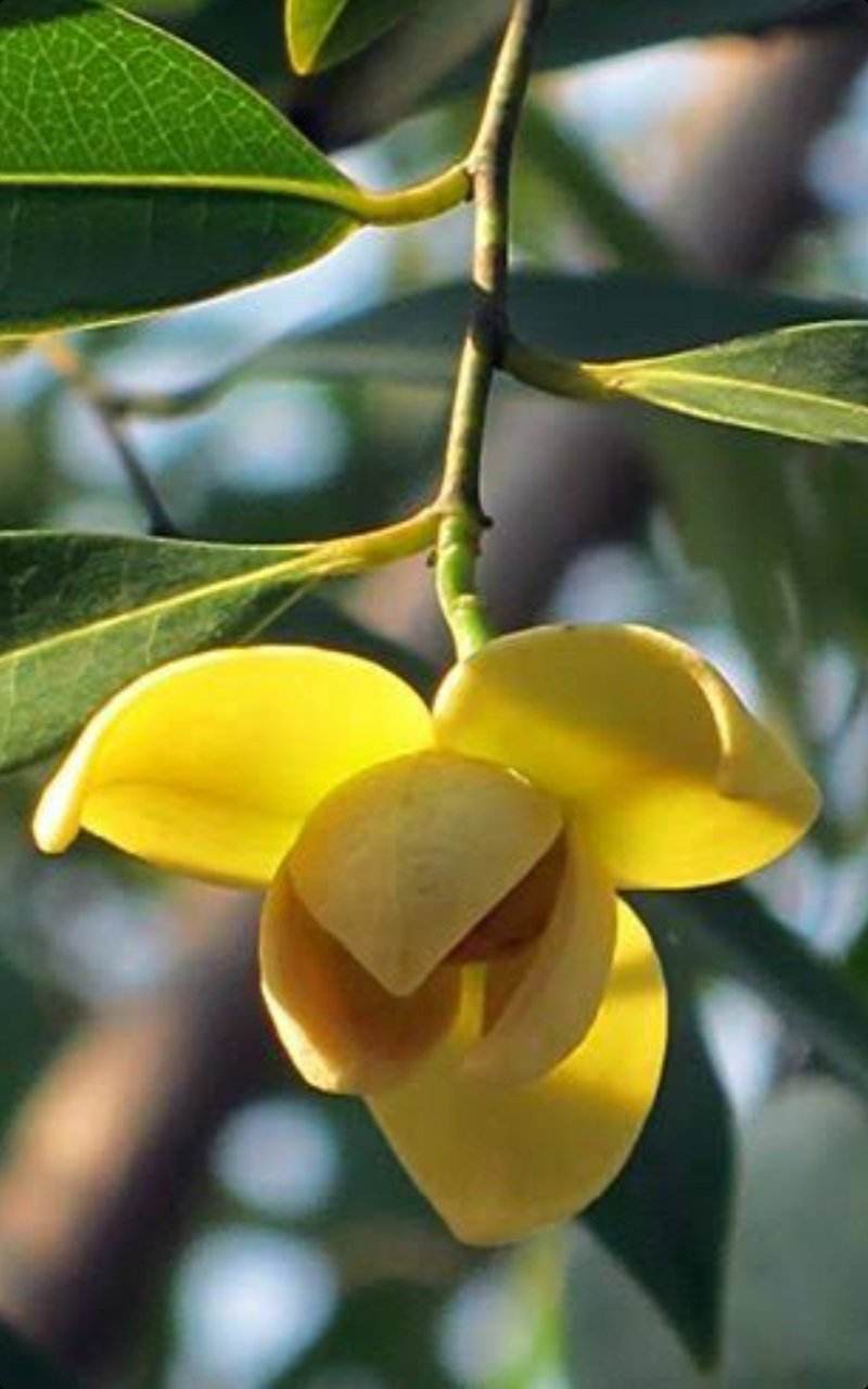 Lamduan Flower: provincial flower of Sisaket | THAILAND 🇹🇭