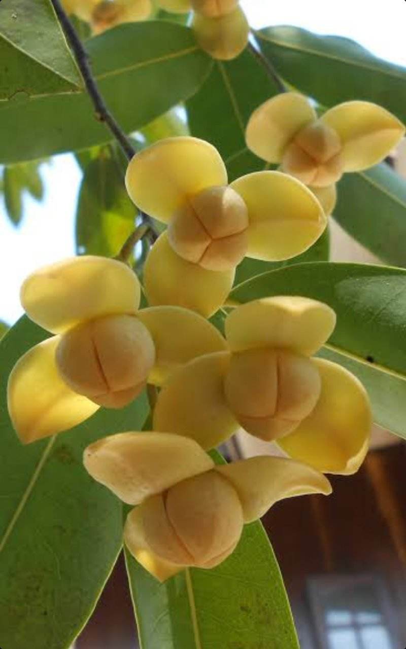 Lamduan Flower: provincial flower of Sisaket | THAILAND 🇹🇭